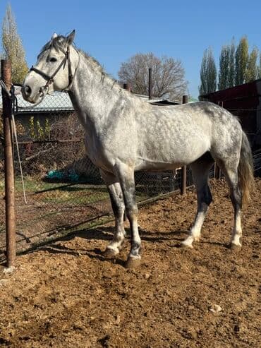 Продаю | Конь (самец), Жеребец | Полукровка, Першерон, Дончак | Конный спорт at lalafo.kg Продаю | Конь (самец), Жеребец | Полукровка, Першерон, Дончак | Конный спорт