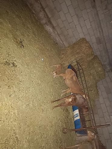 Продаю | Овца (самка), Ягненок | Арашан | Для разведения | Ягнившаяся at lalafo.kg Продаю | Овца (самка), Ягненок | Арашан | Для разведения | Ягнившаяся