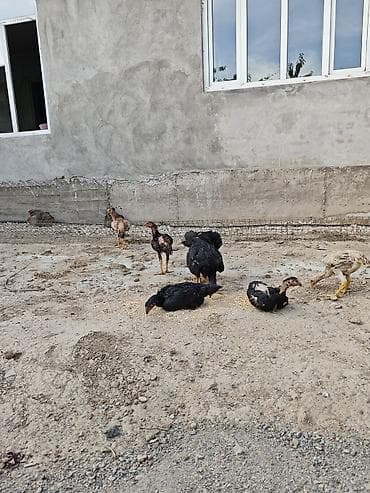 Продаю | Цыплята | Бойцовая | Для разведения at lalafo.kg Продаю | Цыплята | Бойцовая | Для разведения