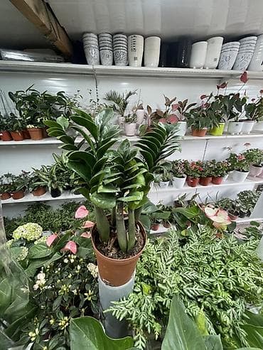 Замиокулькас (Zamioculcas zamiifolia), гибрид ‘Zenzi’/компактная at lalafo.kg Замиокулькас (Zamioculcas zamiifolia), гибрид ‘Zenzi’/компактная
