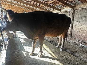 Продаю | Корова (самка) | Для молока | Привязанные at lalafo.kg Продаю | Корова (самка) | Для молока | Привязанные