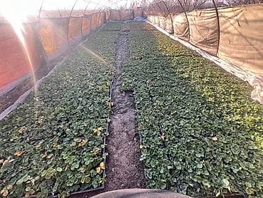 Клери Альбион кочоттор даяр. Кочот рассада клубника фриго касета at lalafo.kg Клери Альбион кочоттор даяр. Кочот рассада клубника фриго касета