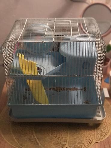 Клетка для хомяка/мелких грызунов с многоуровневой внутренней at lalafo.kg Клетка для хомяка/мелких грызунов с многоуровневой внутренней