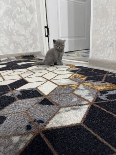 Только одна осталась ( девочка) Шотландские котята (/страйт) серого at lalafo.kg Только одна осталась ( девочка) Шотландские котята (/страйт) серого