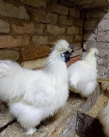 Продаю | Куры, Петух | Для разведения at lalafo.kg Продаю | Куры, Петух | Для разведения