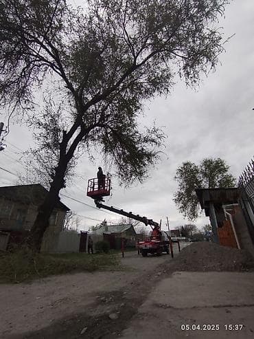 Lotus: Профессиональный спил деревьев любой сложности! быстро и at lalafo.kg — 5 Lotus: Профессиональный спил деревьев любой сложности! быстро и — 5