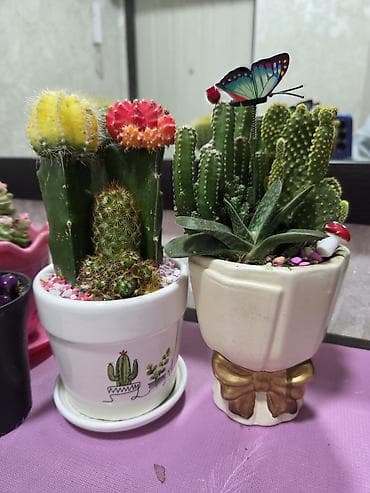 Мини-композиции из кактусов в декоративных керамических кашпо - at lalafo.kg Мини-композиции из кактусов в декоративных керамических кашпо -