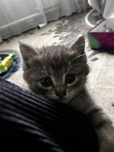 ΠΡΠ°ΡΠΎΠ²Π°ΡΠ΅Π»ΡΠ½ΡΠΉ ΠΊΠΎΡΡΠ½ΠΎΠΊ ΡΠ΅ΡΠΎΠ³ΠΎ ΠΎΠΊΡΠ°ΡΠ° Ρ ΡΠΈΠ³ΡΠΎΠ²ΡΠΌΠΈ ΠΏΠΎΠ»ΠΎΡΠΊΠ°ΠΌΠΈ ΠΈ Π±ΠΎΠ»ΡΡΠΈΠΌΠΈ at lalafo.kg ΠΡΠ°ΡΠΎΠ²Π°ΡΠ΅Π»ΡΠ½ΡΠΉ ΠΊΠΎΡΡΠ½ΠΎΠΊ ΡΠ΅ΡΠΎΠ³ΠΎ ΠΎΠΊΡΠ°ΡΠ° Ρ ΡΠΈΠ³ΡΠΎΠ²ΡΠΌΠΈ ΠΏΠΎΠ»ΠΎΡΠΊΠ°ΠΌΠΈ ΠΈ Π±ΠΎΠ»ΡΡΠΈΠΌΠΈ