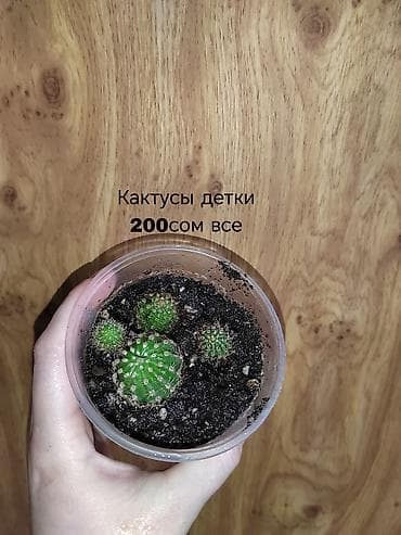 Комнатные растения — саженцы и черенки. 1) Живое дерево (лечебное) — at lalafo.kg Комнатные растения — саженцы и черенки. 1) Живое дерево (лечебное) —