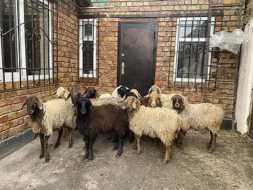 Продаю | Ягненок | Полукровка | Для разведения | Ярка at lalafo.kg Продаю | Ягненок | Полукровка | Для разведения | Ярка