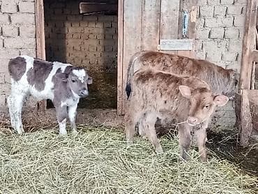 Продаю | Бык (самец) | Для разведения | Племенные at lalafo.kg Продаю | Бык (самец) | Для разведения | Племенные