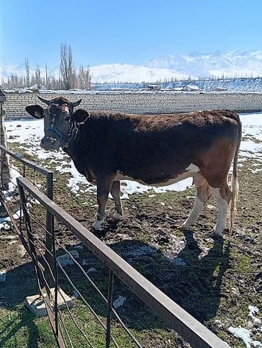 Продаю | Корова (самка) | Швицкая | Для молока | Стельные at lalafo.kg Продаю | Корова (самка) | Швицкая | Для молока | Стельные