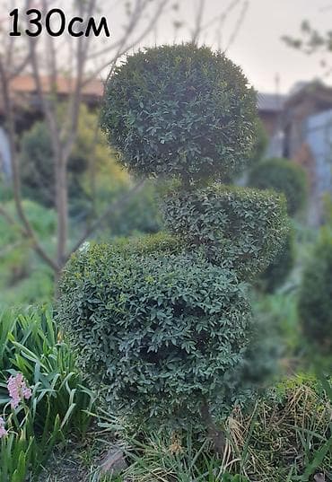 Самшит: Продаю сформированные самшиты. Сформированные подстриженные самшиты at lalafo.kg — 2 Самшит: Продаю сформированные самшиты. Сформированные подстриженные самшиты — 2