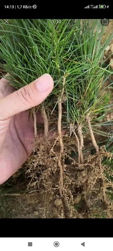 Саженцы сосны с открытой корневой системой 30-50 см - Порода: сосна at lalafo.kg Саженцы сосны с открытой корневой системой 30-50 см - Порода: сосна