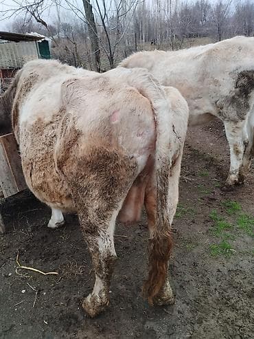 Продаю | Корова (самка) | Для молока | Стельные at lalafo.kg Продаю | Корова (самка) | Для молока | Стельные