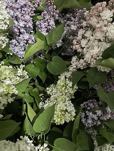 Сирень ветка 60 сома at lalafo.kg Сирень ветка 60 сома