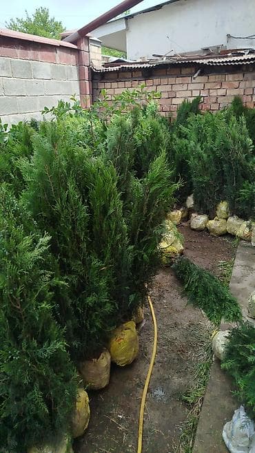 Туя брабант оптом at lalafo.kg Туя брабант оптом