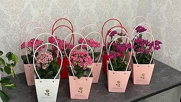 Монстерлер: Горшечные каланхоэ в подарочных пакетах - Цветение: обильные соцветия lalafo.kg да — 2 Монстерлер: Горшечные каланхоэ в подарочных пакетах - Цветение: обильные соцветия — 2