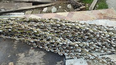 Продам веточки вербы, свежие,длинные. количество ограничено at lalafo.kg Продам веточки вербы, свежие,длинные. количество ограничено