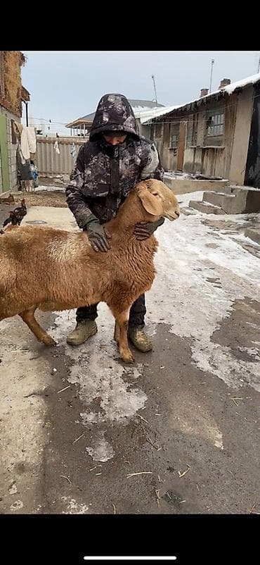 Продаю | Овца (самка) | Для разведения | Племенные, Осеменитель at lalafo.kg Продаю | Овца (самка) | Для разведения | Племенные, Осеменитель