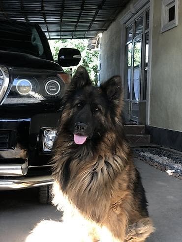 Немецкая овчарка длинношёрстная (кобель) ДЛЯ СЛУЧКИ! СОБАКА НЕ at lalafo.kg Немецкая овчарка длинношёрстная (кобель) ДЛЯ СЛУЧКИ! СОБАКА НЕ