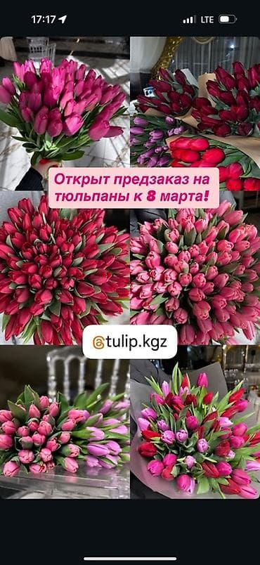 🌷 Открыт предзаказ на тюльпаны к 8 марта! 🛍 Розница — 130 сом Свежие at lalafo.kg — 1 🌷 Открыт предзаказ на тюльпаны к 8 марта! 🛍 Розница — 130 сом Свежие — 1