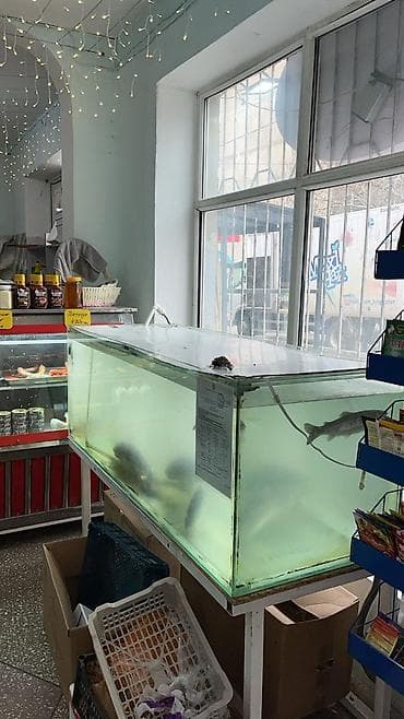 Продаётся профессиональный аквариум/танк для живой рыбы at lalafo.kg Продаётся профессиональный аквариум/танк для живой рыбы