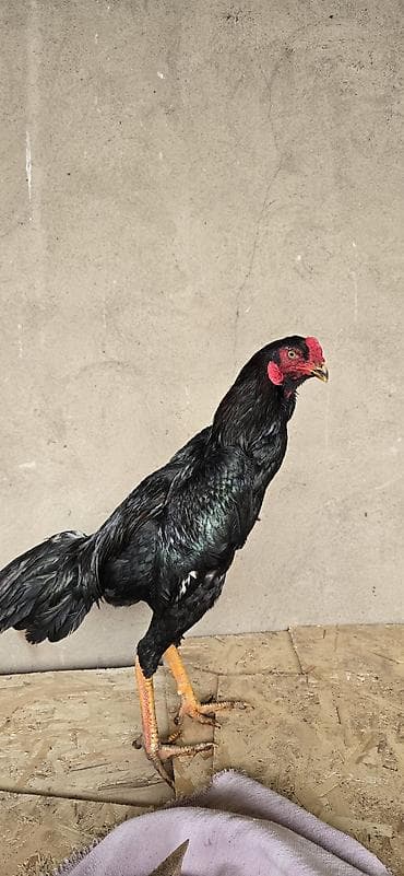 Сатам | Короздор | Тебиштирүүчү | Көбөйтүү үчүн, Тебиштирүү үчүн lalafo.kg да — 2 Сатам | Короздор | Тебиштирүүчү | Көбөйтүү үчүн, Тебиштирүү үчүн — 2