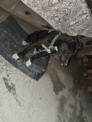 Собака среднего размера, черная с белыми отметинами на груди и лапах at lalafo.kg Собака среднего размера, черная с белыми отметинами на груди и лапах