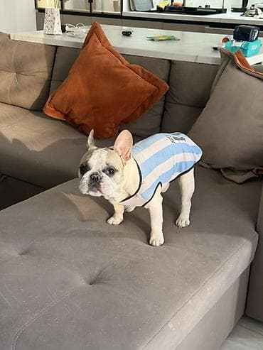 Вязка: Бульдог, Самец, Более 5 лет, С прививкой, С родословной at lalafo.kg Вязка: Бульдог, Самец, Более 5 лет, С прививкой, С родословной