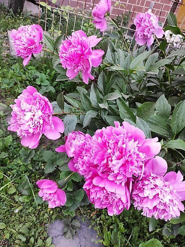 Садовые цветы at lalafo.kg Садовые цветы