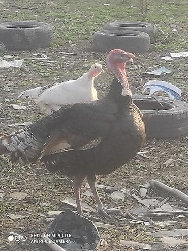 Продаю | Индюк (самец) | Полукровка | Для разведения | Племенные at lalafo.kg Продаю | Индюк (самец) | Полукровка | Для разведения | Племенные