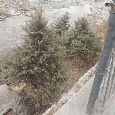 Саженцы деревьев: Ели at lalafo.kg Саженцы деревьев: Ели