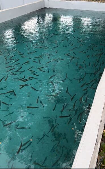 Свежий, Платная доставка, Самовывоз at lalafo.kg Свежий, Платная доставка, Самовывоз