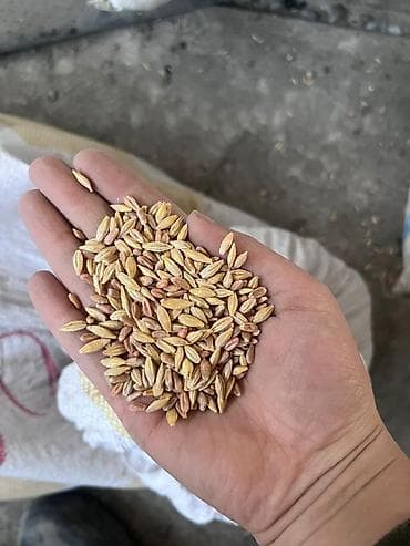 Семена ячменя (ячмень в шелухе) - Крупное, выровненное зерно - at lalafo.kg Семена ячменя (ячмень в шелухе) - Крупное, выровненное зерно -