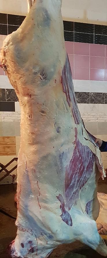 Аквариумдар: Колбаса цехи : Уйлар, букалар, Жылкылар, аттар, | Күнү-түнү, Бардык шартта, Союлган lalafo.kg да — 1 Аквариумдар: Колбаса цехи : Уйлар, букалар, Жылкылар, аттар, | Күнү-түнү, Бардык шартта, Союлган — 1