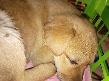 Дворняжка, 6 месяцев, Самка at lalafo.kg Дворняжка, 6 месяцев, Самка