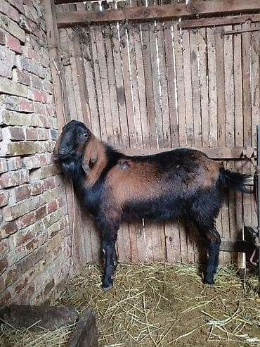 Продаю | Козёл (самец) | Полукровка | Для разведения | Осеменитель at lalafo.kg Продаю | Козёл (самец) | Полукровка | Для разведения | Осеменитель