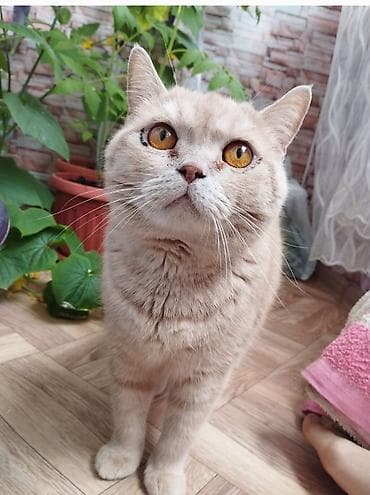 Кошка даром: Британская короткошёрстная, 4 года, Мальчик, Кастрирована, Приучена к лотку at lalafo.kg Кошка даром: Британская короткошёрстная, 4 года, Мальчик, Кастрирована, Приучена к лотку