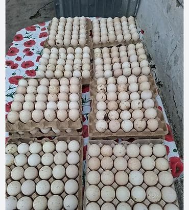 Индюшинные Яйца ! продаю индюшинные яйца 60 штукпороды кавказкой at lalafo.kg Индюшинные Яйца ! продаю индюшинные яйца 60 штукпороды кавказкой