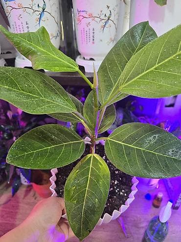 Фикусы лирато, абиджан бенгальский альтисимо, цены разные от 800 до at lalafo.kg Фикусы лирато, абиджан бенгальский альтисимо, цены разные от 800 до