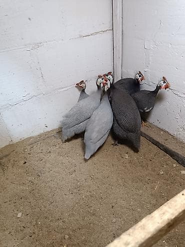 Продаю прошлогодних цецарок в количестве 6 шт за всех окончательно at lalafo.kg Продаю прошлогодних цецарок в количестве 6 шт за всех окончательно