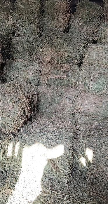 Сено в тюках — клевер (беде чоп/клевер) Описание: 2 укос - Кормовое at lalafo.kg Сено в тюках — клевер (беде чоп/клевер) Описание: 2 укос - Кормовое