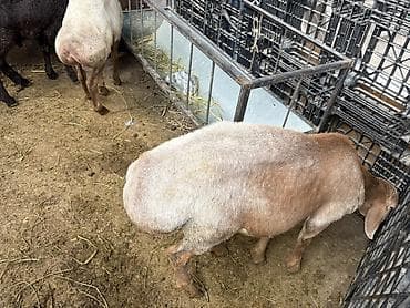 Продаю | Баран (самец) | Арашан at lalafo.kg Продаю | Баран (самец) | Арашан