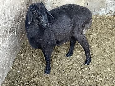 Продаю | Овца (самка) | Романовская | Для разведения at lalafo.kg Продаю | Овца (самка) | Романовская | Для разведения