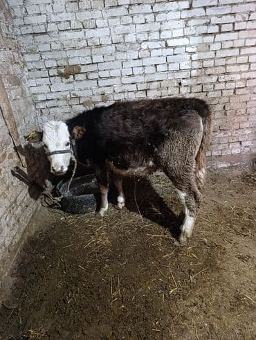 Продаю | Музоо, торпок | Полукровка | На откорм | Привязанные at lalafo.kg Продаю | Музоо, торпок | Полукровка | На откорм | Привязанные