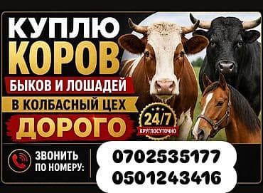 Частное лицо : Лошади, кони, | Круглосуточно at lalafo.kg Частное лицо : Лошади, кони, | Круглосуточно