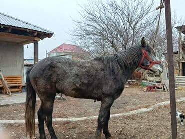 Продаю | Конь (самец) | Рабочий at lalafo.kg Продаю | Конь (самец) | Рабочий