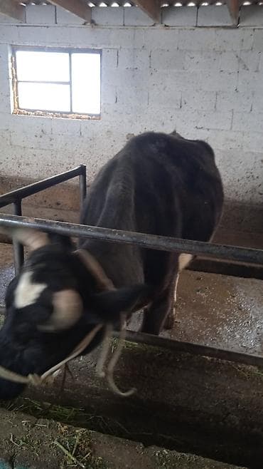 Продаю | Корова (самка) | Для молока at lalafo.kg Продаю | Корова (самка) | Для молока