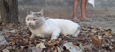 Найдена : Беспородная, Мальчик, Биколор at lalafo.kg Найдена : Беспородная, Мальчик, Биколор